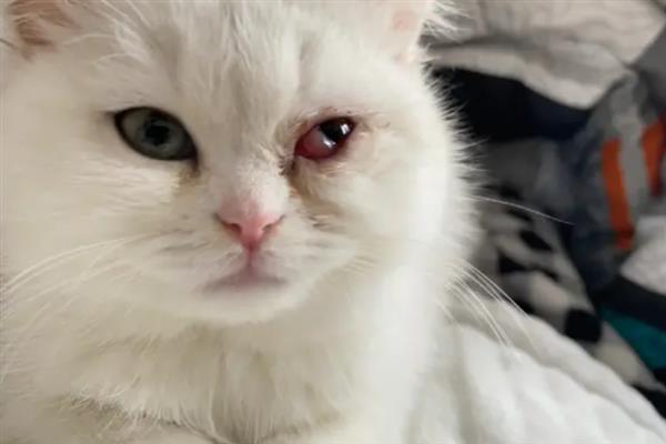 猫结膜炎怎么办，用温热的淡盐水敷眼能够杀菌消炎