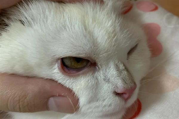 猫结膜炎怎么办，用温热的淡盐水敷眼能够杀菌消炎