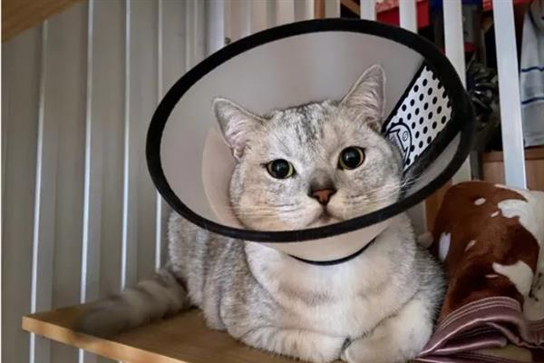 猫结膜炎怎么办，用温热的淡盐水敷眼能够杀菌消炎