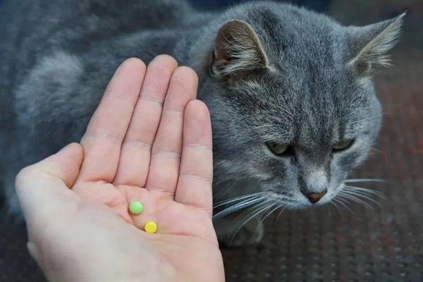 猫结膜炎怎么办，用温热的淡盐水敷眼能够杀菌消炎