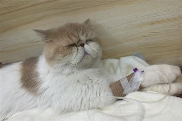 猫结膜炎怎么办，用温热的淡盐水敷眼能够杀菌消炎