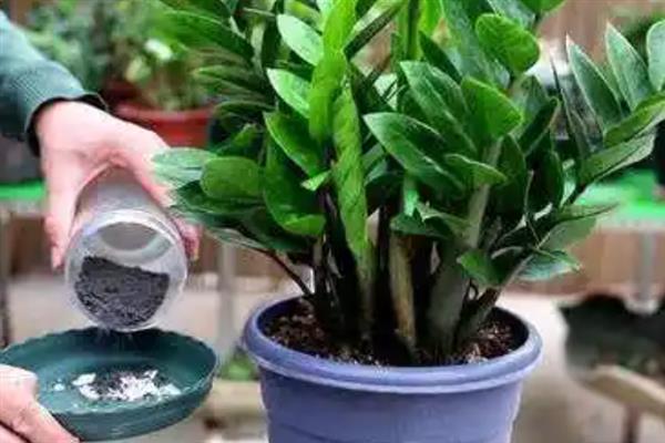 金钱树老桩怎么养殖，要让它接受充足的散射光