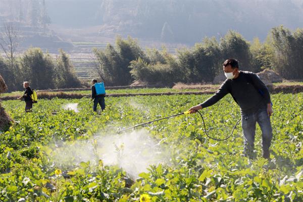 什么花适合用酵素浇，常见的有杜鹃花、秋海棠等