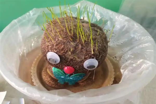 草娃娃的养殖方法，每隔3-5天对土壤喷一次水
