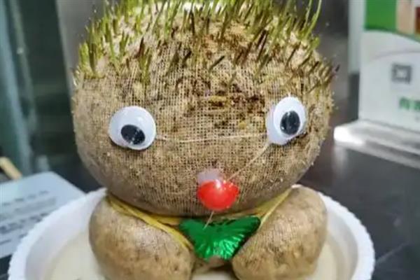 草娃娃的养殖方法，每隔3-5天对土壤喷一次水