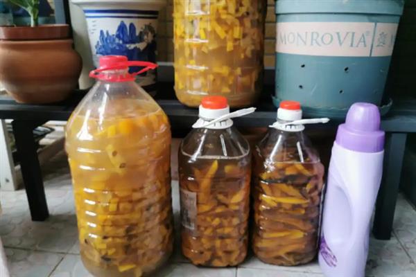 什么花适合用酵素浇，常见的有杜鹃花、秋海棠等