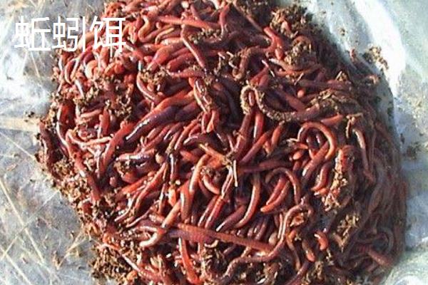 如何使用带皮筋的红虫颗粒饵，用鱼钩挂住皮筋即可抛入水中作钓