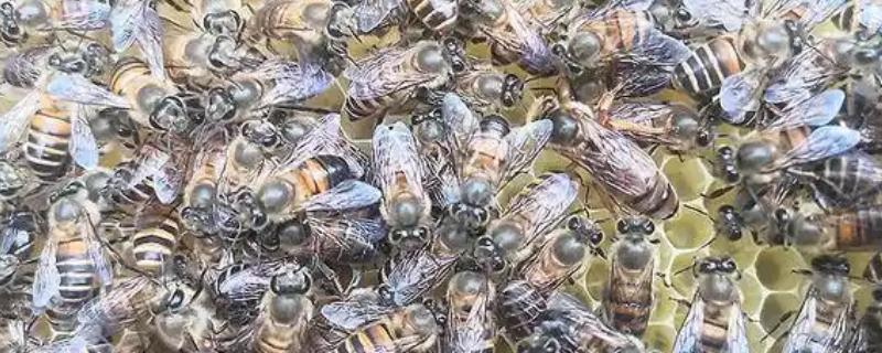 蜜蜂朝王的目的，是为了熟悉巢外环境