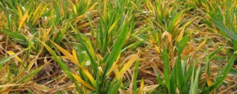 小麦黄化的发生原因，可能是土壤肥力不足或土壤板结所致