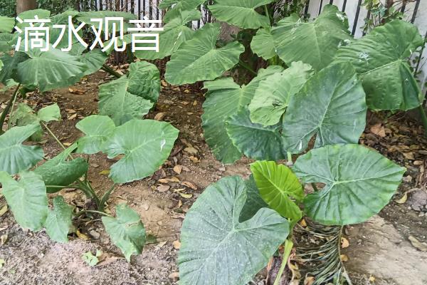 哪些室外花卉可以耐寒耐旱，包括龟背竹、春羽、一叶兰等品种