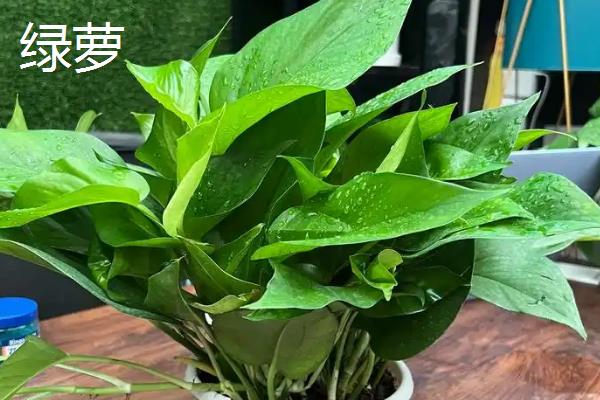 哪些室外花卉可以耐寒耐旱，包括龟背竹、春羽、一叶兰等品种