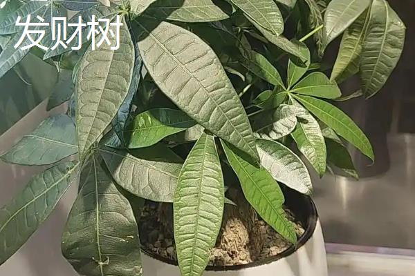 哪些室外花卉可以耐寒耐旱，包括龟背竹、春羽、一叶兰等品种