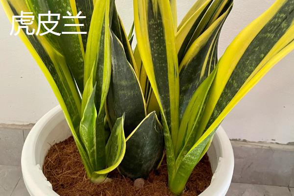 哪些室外花卉可以耐寒耐旱，包括龟背竹、春羽、一叶兰等品种