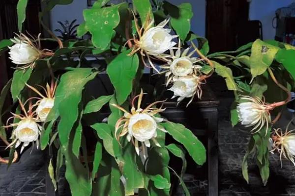 昙花能不能浇淘米水，浇施后能让植株长得更茂盛