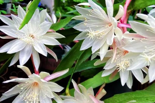 昙花能不能浇淘米水，浇施后能让植株长得更茂盛