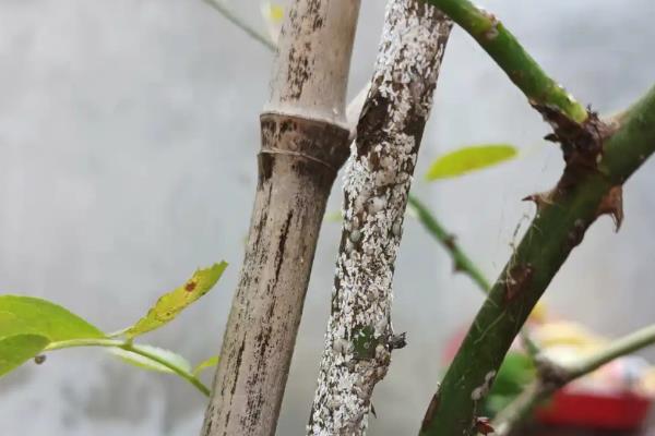 月季根发黑怎么处理，需尽快将黑的部分剪掉