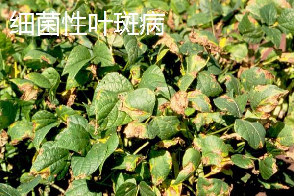 绿豆怎么管理，开花初期要喷施磷酸二氢钾