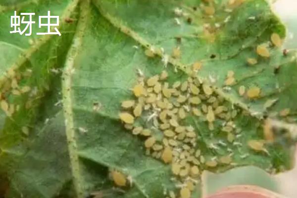 绿豆怎么管理，开花初期要喷施磷酸二氢钾
