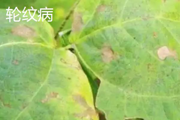 绿豆怎么管理，开花初期要喷施磷酸二氢钾