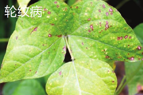 绿豆怎么管理，开花初期要喷施磷酸二氢钾