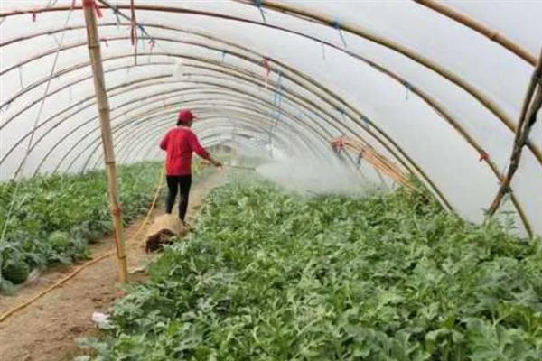 苯肽胺酸怎么使用，根据作物类型决定喷施浓度