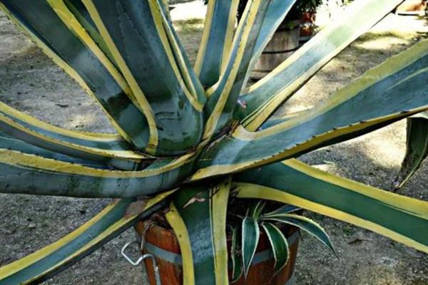龙舌兰用哪种土种植，用沙质土壤种植为佳