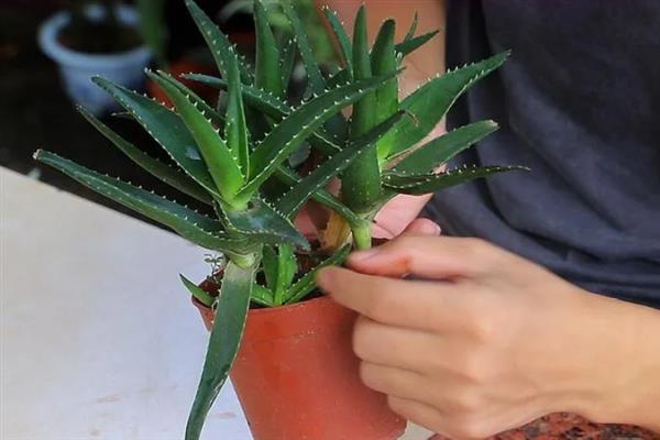 龙舌兰用哪种土种植，用沙质土壤种植为佳