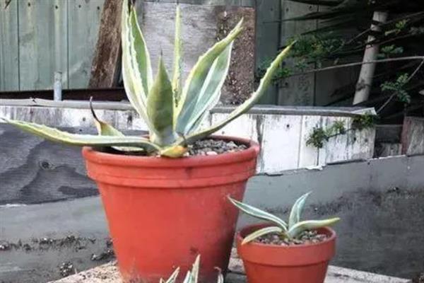 龙舌兰用哪种土种植，用沙质土壤种植为佳