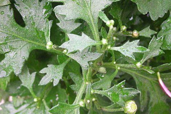 菊花的适宜修剪次数，一年修剪3次比较好