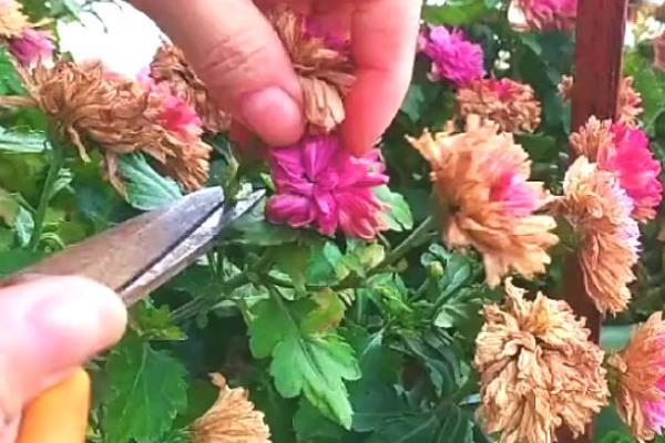 菊花的适宜修剪次数，一年修剪3次比较好