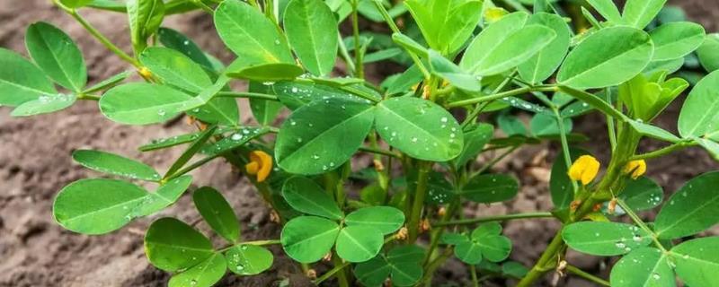 花生后期能不能控旺，后期控旺容易造成早衰