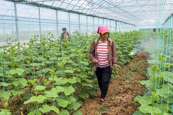 怎么防治黄瓜的病害，根据病害类型喷施对应药物