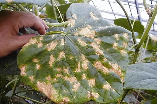 怎么防治黄瓜的病害，根据病害类型喷施对应药物