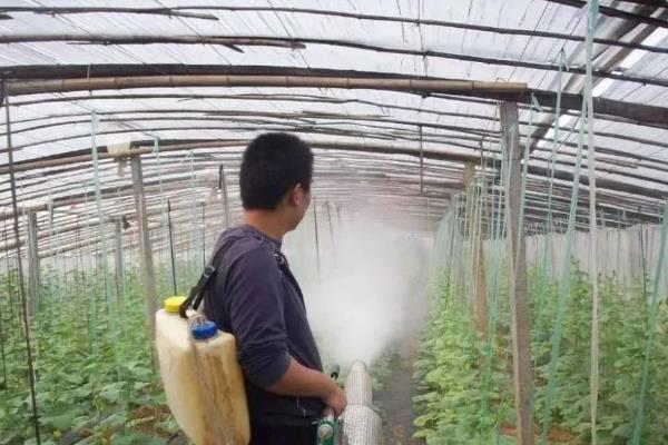 怎么防治黄瓜的病害，根据病害类型喷施对应药物