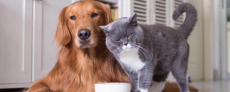 狗吃猫粮的危害，会引发肠胃不适、肾脏并发症等症状