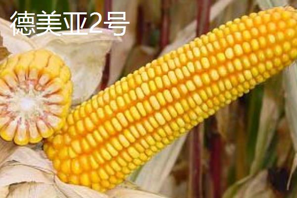德美亚1号与德美亚2号有什么区别，父母本、株高、外形等方面均不同