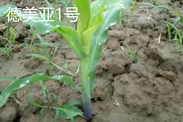 德美亚1号与德美亚2号有什么区别，父母本、株高、外形等方面均不同