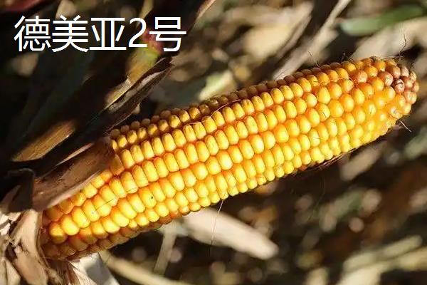 德美亚1号与德美亚2号有什么区别，父母本、株高、外形等方面均不同