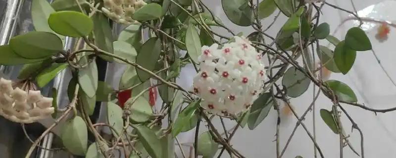 球兰僵苗怎么处理，需及时换盆和保持充足光照