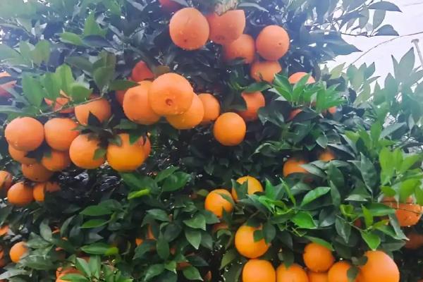 橙子的种植地区，以湖南、甘肃、贵州等省份为主