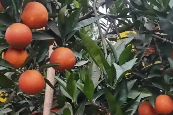 橙子的种植地区，以湖南、甘肃、贵州等省份为主