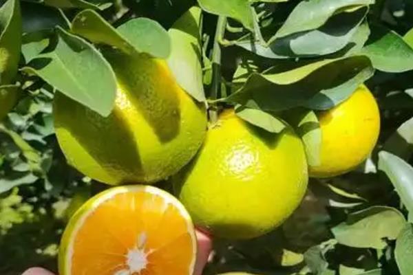 橙子的种植地区，以湖南、甘肃、贵州等省份为主