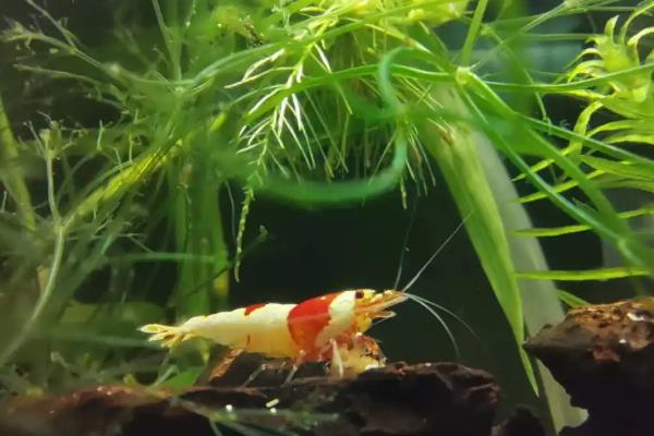 观赏虾怎么养殖，首先要选择酸碱度在5-8的水源