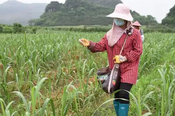 甘蔗怎么种植，用石灰水浸种催芽后再播种