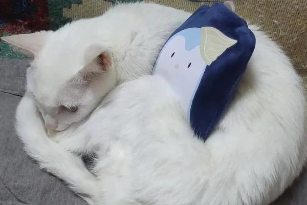 猫衣原体感染有何症状，一般会有眼结膜水肿、充血等表现