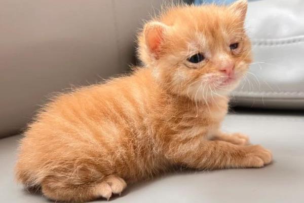 猫衣原体感染有何症状，一般会有眼结膜水肿、充血等表现