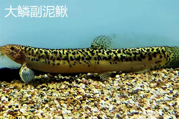 硬刺高原鳅的产地，主要分布在青海湖和黄河上游等