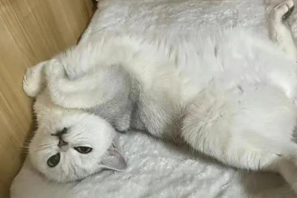 猫衣原体感染有何症状，一般会有眼结膜水肿、充血等表现