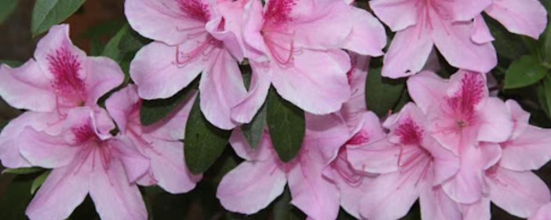 杜鹃花是不是宿根花卉，属于杜鹃科属里面的宿根植物