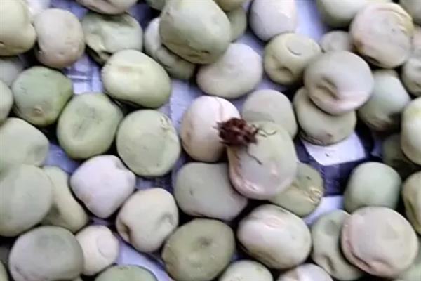 豌豆是不是黄豆，豌豆不是黄豆